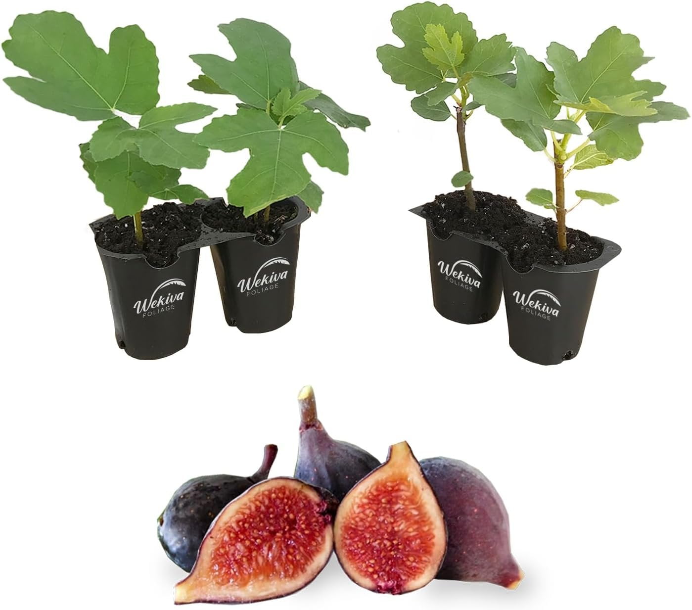 Violet De Bordeaux Fig Tree - 4 Live Starter Plants in 2 Inch Grower's ...