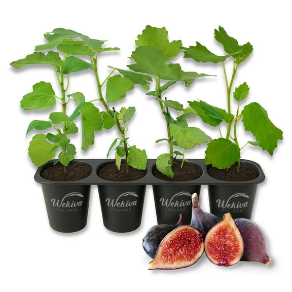 Violet De Bordeaux Fig Tree - 4 Live Starter Plants - Ficus Carica - Edible Fruit Tree for The Patio and Garden