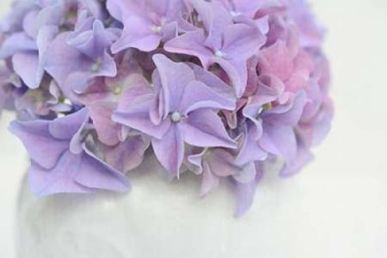 Violet Hydrangea Canvas Art - Cora Niele (12 x 18)