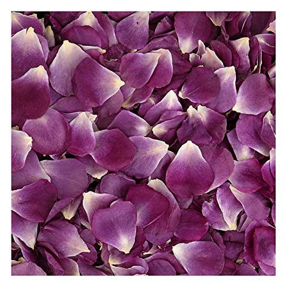 Violet Passionate Preserved Freeze Dried Rose Petals 15 Cups
