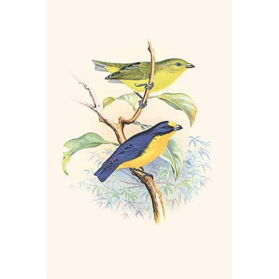 Violet Tanager-Fine Art Canvas Print (20" x 30")