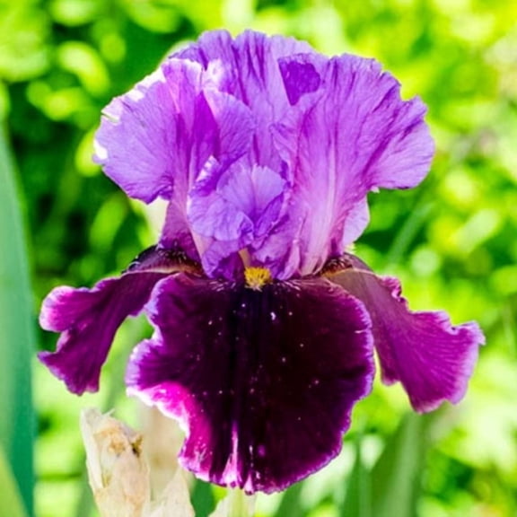 Violet Turner Bearded Iris Germanica Rhizome