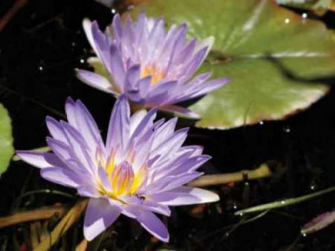 Violet Water Lily I Canvas Art - Dana Underdahl (18 x 24)