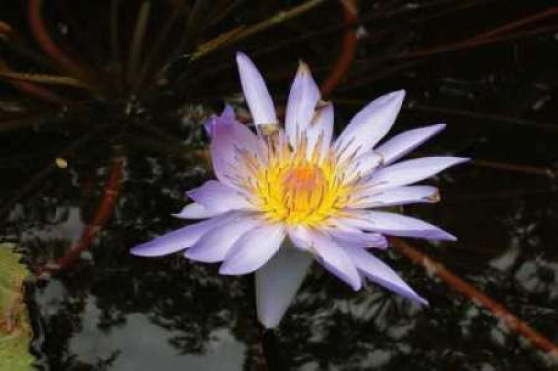 Violet Water Lily II Canvas Art - Dana Underdahl (12 x 18)