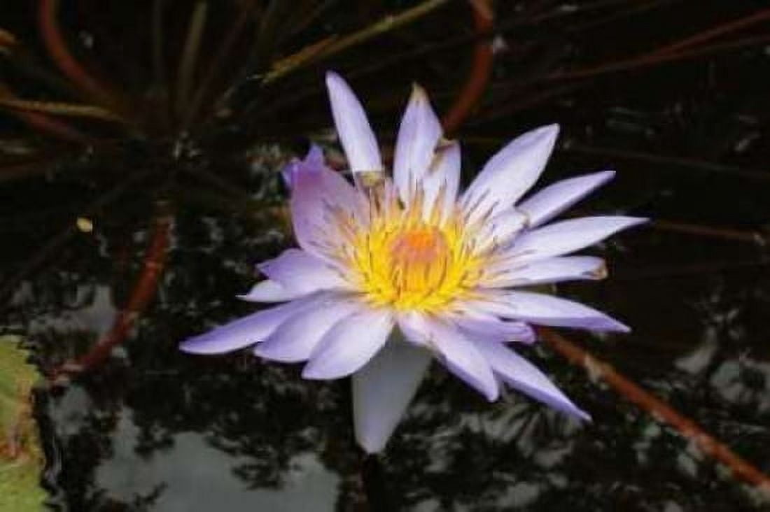 Violet Water Lily II Canvas Art - Dana Underdahl (24 x 36)