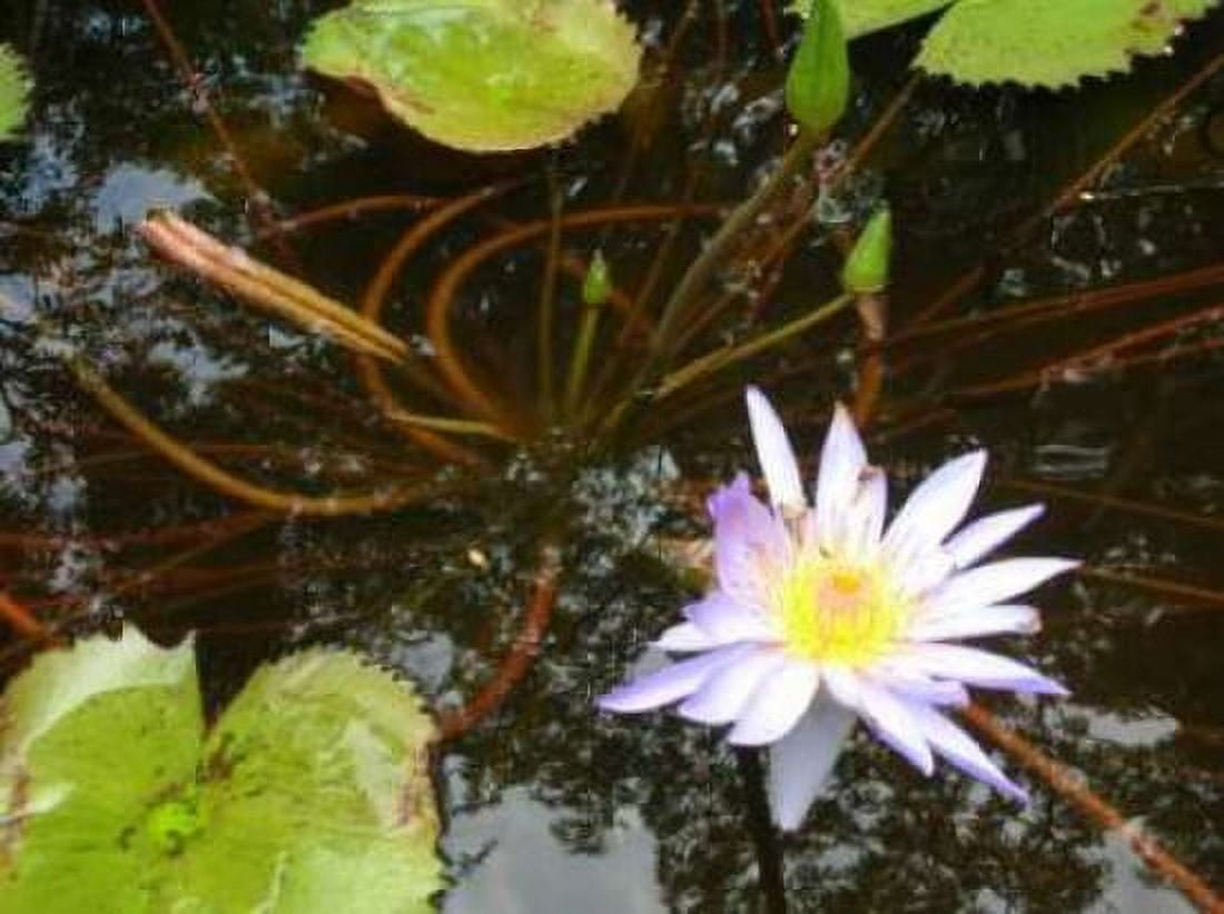 Violet Water Lily III Canvas Art - Dana Underdahl (18 x 24)