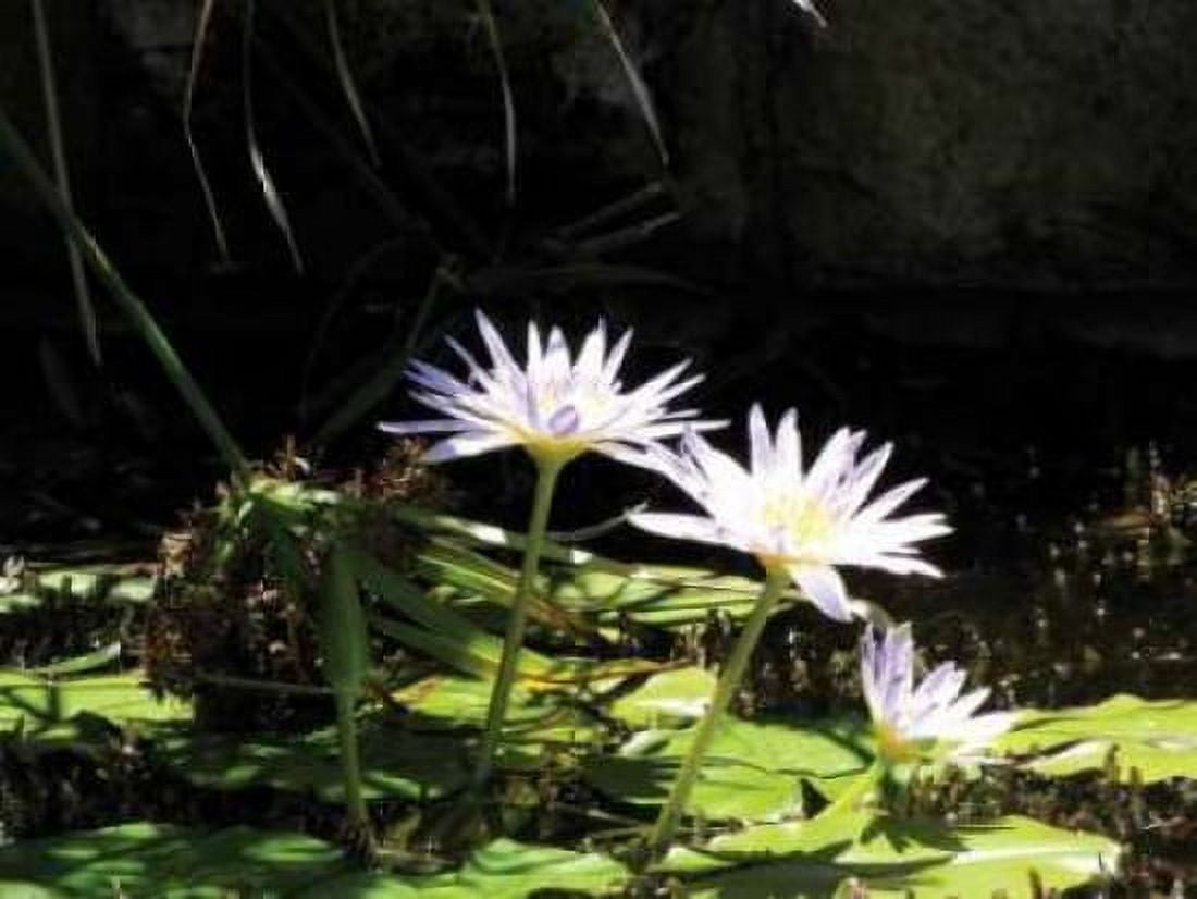 Violet Water Lily IV Canvas Art - Dana Underdahl (18 x 24)