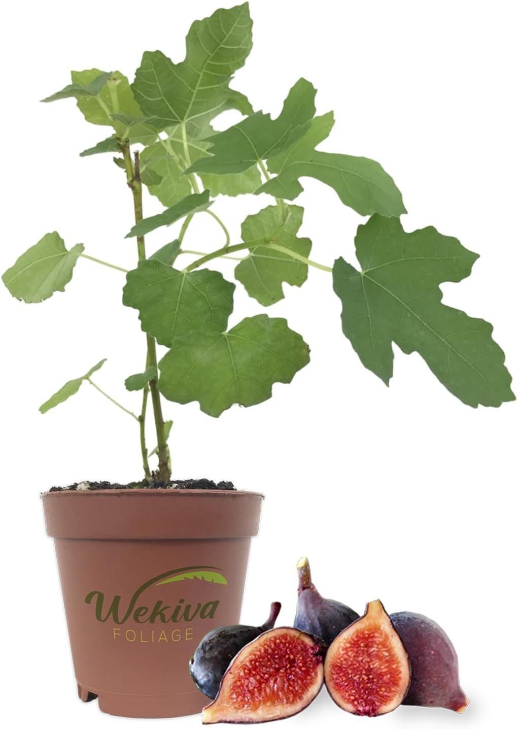 Violet de Bordeaux Fig Tree - Live Plant in a 2 Inch Pot - Ficus Carica ...