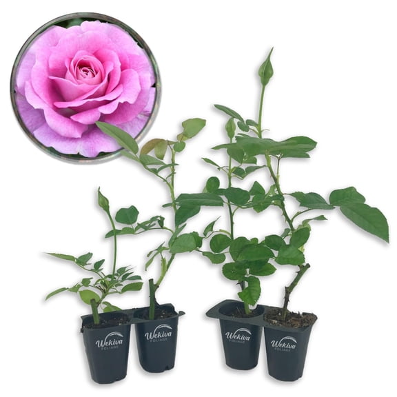 Violet's Pride Rose Bush - 4 Live Starter Plants - Beautifully Fragrant Grandiflora Rose - A Versatile Beauty with Colorful Lavender Blooms