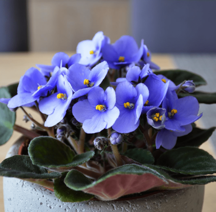Violets Blue Live Plants Houseplants, Blue African Violet Flower 4 Inches Pot, Live Plant Indoor Ready to Grow Your Garden, African Violet Flowers, 3-5 Inch Pot