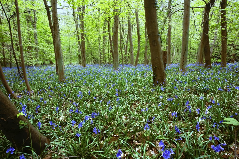 Violets In Forest Canvas Art - John Short Design Pics (36 x 24)