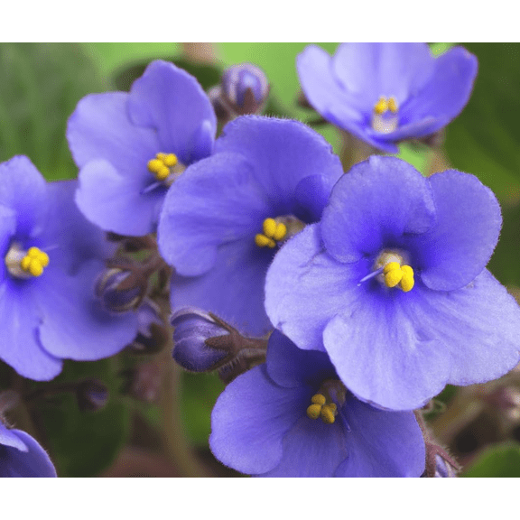 Violets Purple Plant Live for Planting, African Violet Flowers, Purple Blooming Violet for Garden, 3-5 Inch Tall, 4 Inch Pot