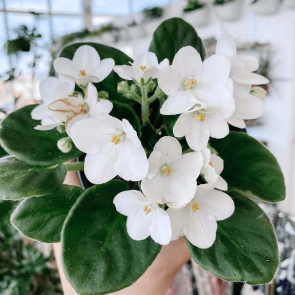 Violets White Plant Live for Planting, African Violet Flowers, White Blooming Violet for Garden, 3-5 Inch Tall, 4 Inch Pot