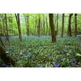 thumbnail image 1 of Violets in Forest Poster Print by John Short, 18 x 12, 1 of 1