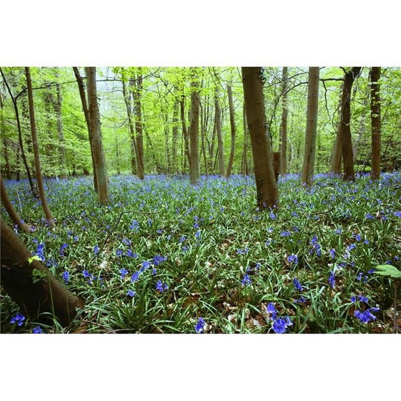 Violets in Forest Poster Print by John Short, 18 x 12