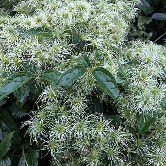 Virgin's Bower Seeds (Clematis virginiana) 150 Seeds (0.5 Grams) Devil's Darning Needles, Italian Clematis, Old Man's Beard, Woodbine - Native Wildflower Vine Seeds