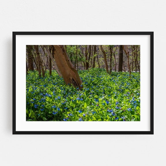 Virginia Bells on Virginius Island - Harpers Ferry West Virginia Photography Woodland Forest Flowers Nature Floral Scenic Woods Black Framed Wall Art Print 6 x 8 inches