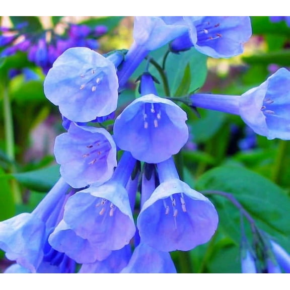 Virginia Bluebells Root for Planting - 1 Year Old Plant, Ready to Produce (1 Bluebells Plant)