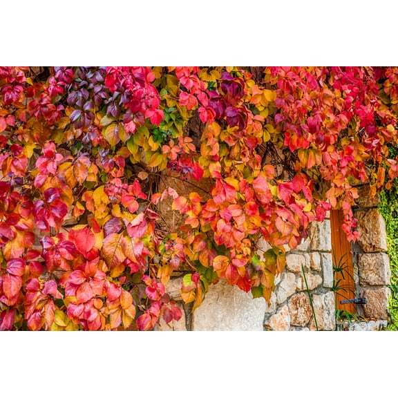 Virginia Creeper 3 Live Vine Bush Seedlings for Planting | No Ship to California | Creeper Virginia Seedlings (3 Seedlings)