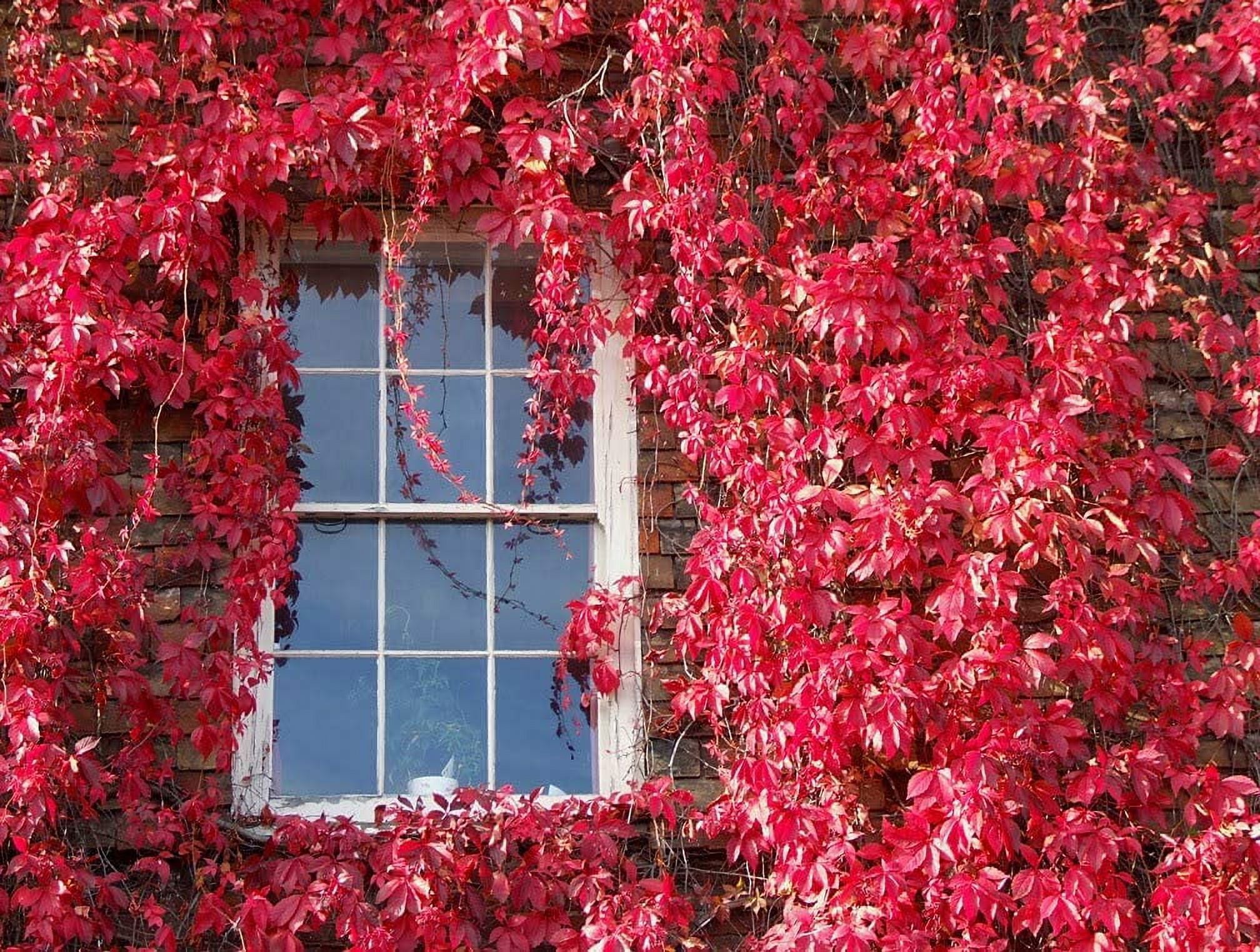 How to Grow and Care for Virginia Creeper