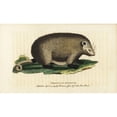 thumbnail image 1 of Virginia Opossum, Didelphis Virginiana Poster Print By ® Florilegius Mary Evans (24 X 18), 1 of 3