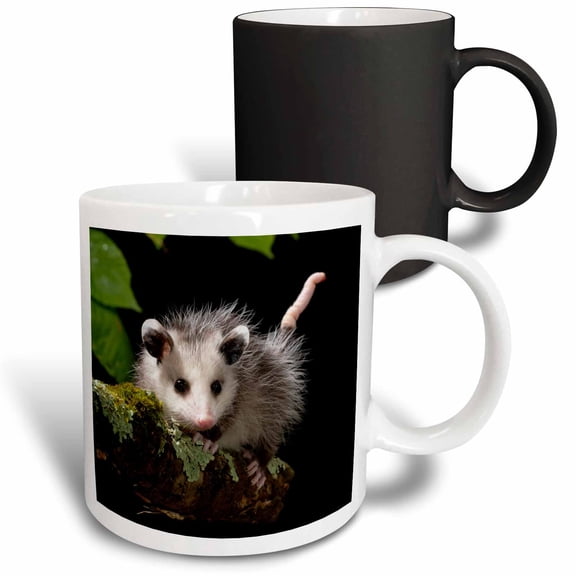 3drose, Virginia Opossum, Pennsylvania, Usa., 11oz Magic Transforming Mug