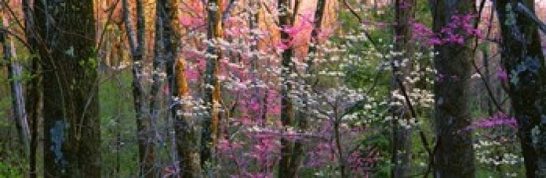 Virginia Shenandoah National Park Canvas Art - Panoramic Images (37 x 12)