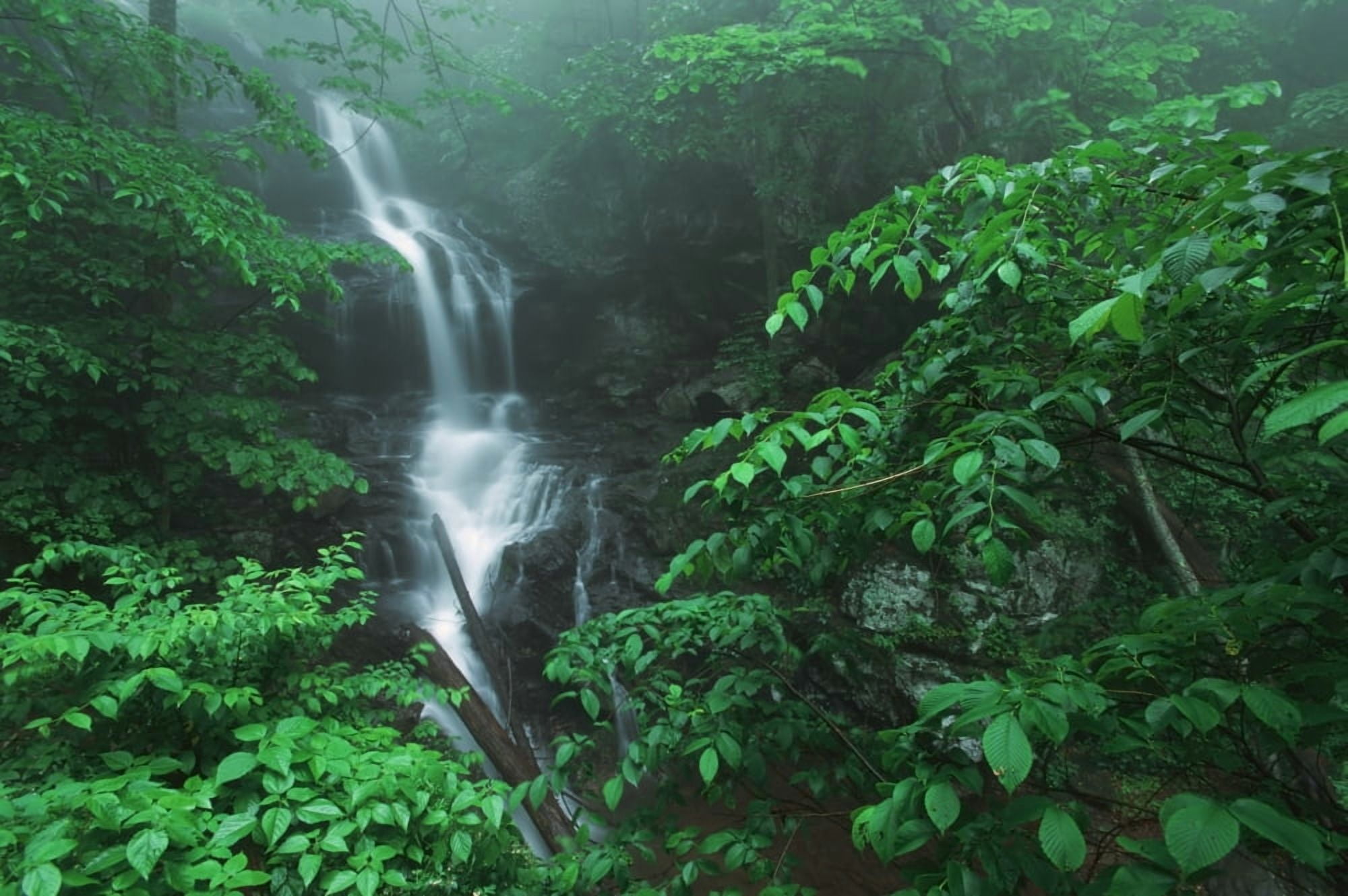 Virginia United States Of America Fog And Lush Green Foliage Surround Lower Doyles River Falls In Shenandoah National Park Canvas Art - Natural Selection Robert Cable Design Pics (19 x 12)