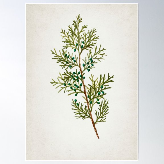 Virginian Juniper Plant, Juniperus Illustration, Botanical Poster Wall Art, Modern Wall Decor For Living Room Bedroom, 16x24 UNFRAMED