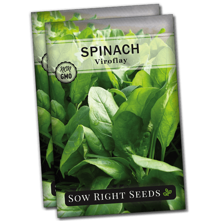 Viroflay Spinach Seeds - Non GMO Heirloom Varieties for your Home Vegetable Garden - 2 Pack