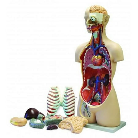 Vision Scientific 17-Part Sexless Human Torso w/ Open Back