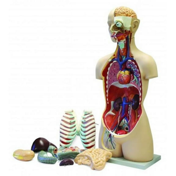 Vision Scientific 17-Part Sexless Human Torso w/  Open Back