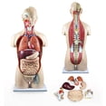 thumbnail image 1 of Vision Scientific 27 Part Dual-Sex Human Torso w/ Open Back, 1 of 6