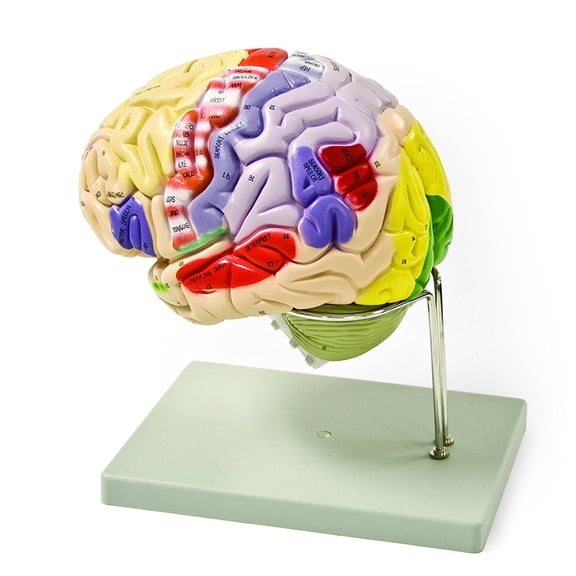 Vision Scientific Color-Coded Human Brain - 4 Parts