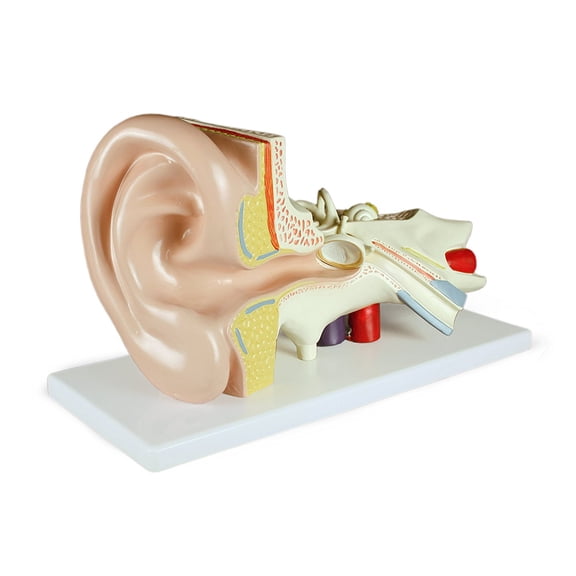Vision Scientific Ear Model, 3 Parts, 3x Size