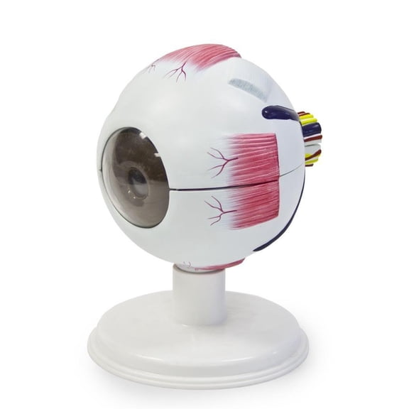 Vision Scientific Eye Model, 6 Parts