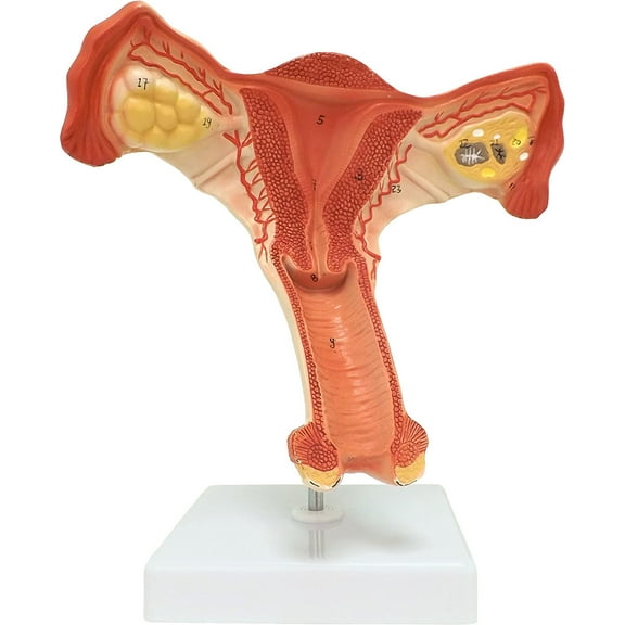 Vision Scientific Female Internal Organ