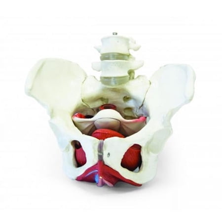 Vision Scientific Female Pelvis with Organs