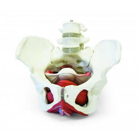 Vision Scientific Female Pelvis with Organs