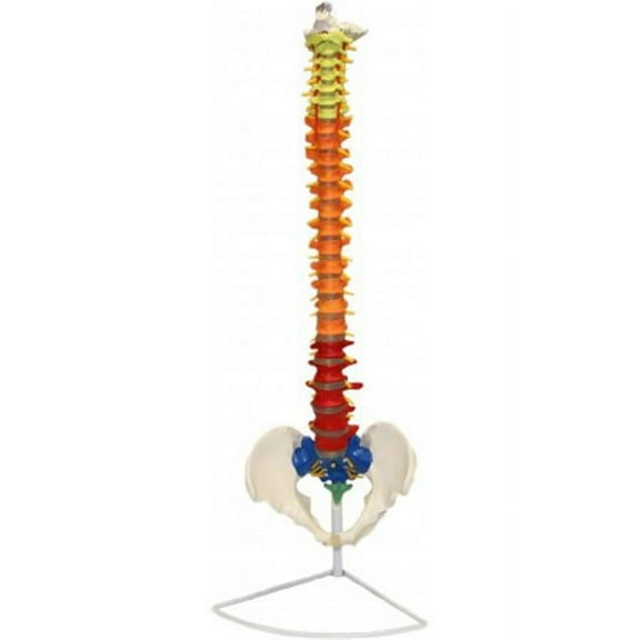 Vision Scientific Flexible Spinal Column with Color-Coded Regions
