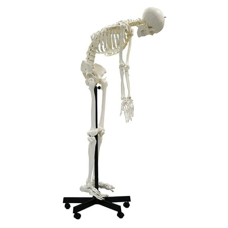 Vision Scientific Full Size Flexible Human Skeleton -67” (170cm)