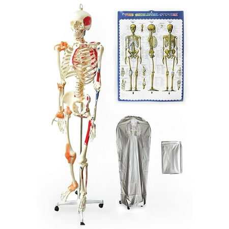 Vision Scientific Full Size Human Skeleton- 67” (170 cm) with Muscles & Ligaments