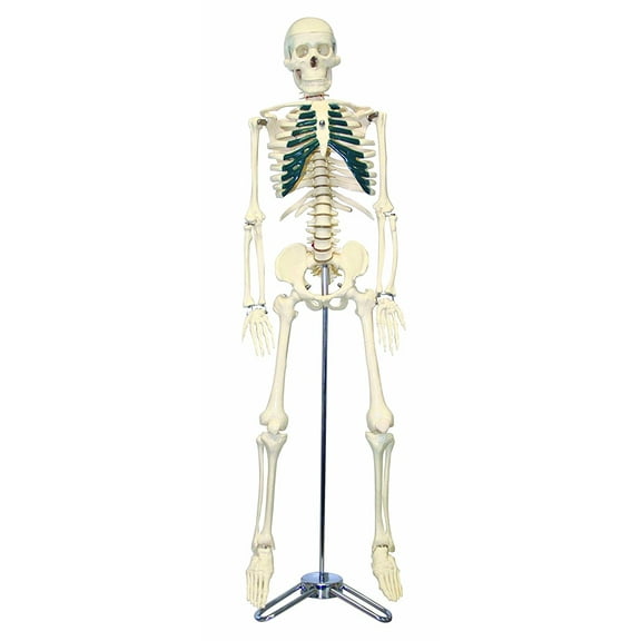 Vision Scientific Half Size Human Skeleton- 33 (84cm) with Nerve Endings