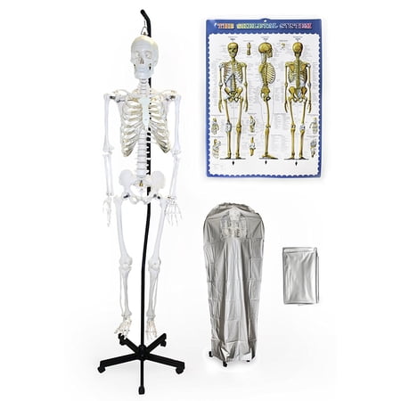 Vision Scientific Hanging Full Size Human Skeleton-66” (168cm)