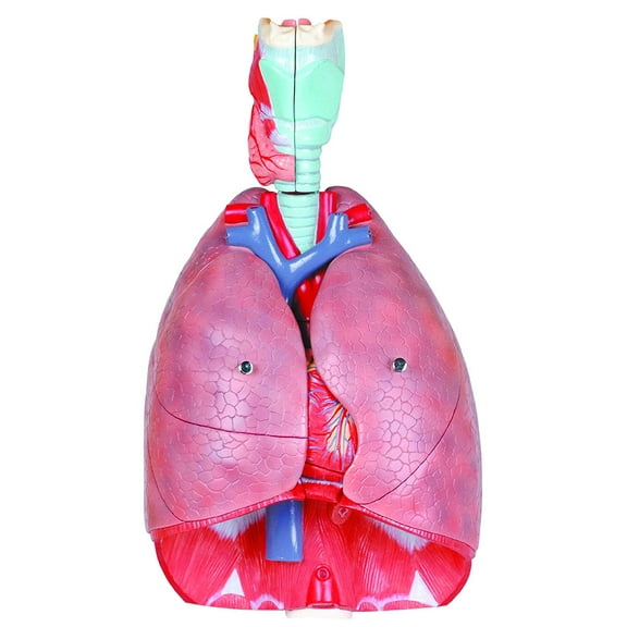 Vision Scientific Human Respiratory System 7 Parts