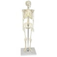 thumbnail image 1 of Vision Scientific Human Skeleton Model, Half Size 33" (84 cm), 1 of 1
