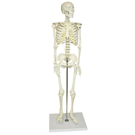 Vision Scientific Human Skeleton Model, Half Size 33" (84 cm)