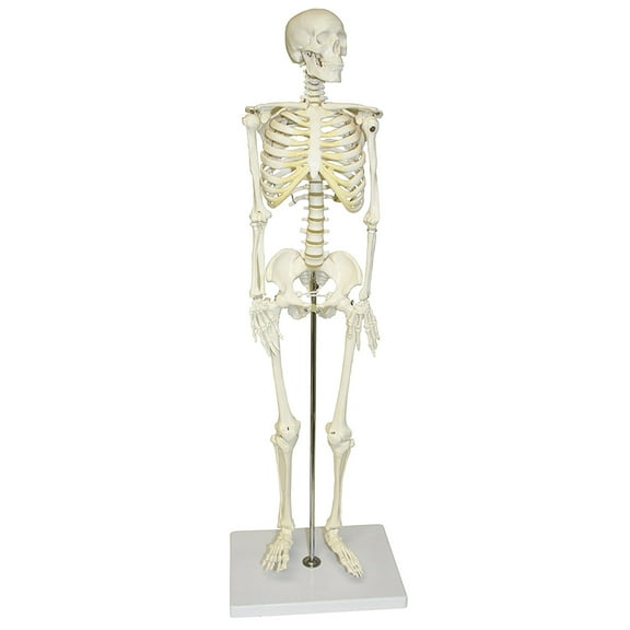 Vision Scientific Human Skeleton Model, Half Size 33" (84 cm)