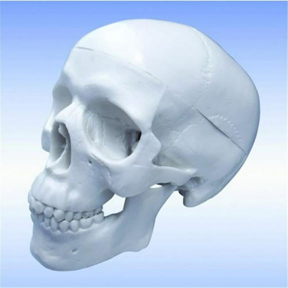 Vision Scientific Human Skull -mini skull 3 parts