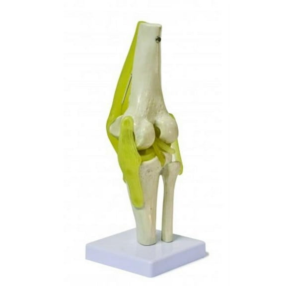 Vision Scientific Knee Joint Model